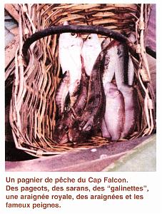 CAP FALCON (1038)